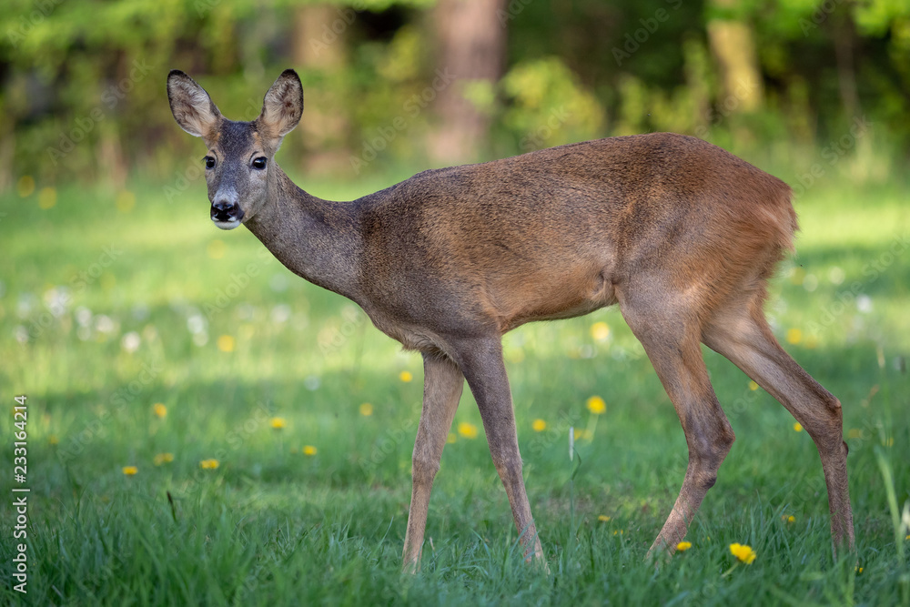 Roe deer in grass, Capreolus capreolus. Wild roe deer in spring nature. Roe deer in grass, Capreolus capreolus. Wild roe deer in spring nature.