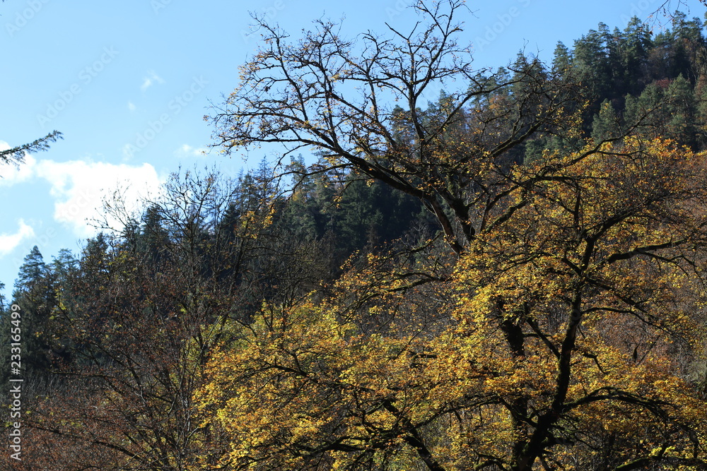Golden autumn in forest