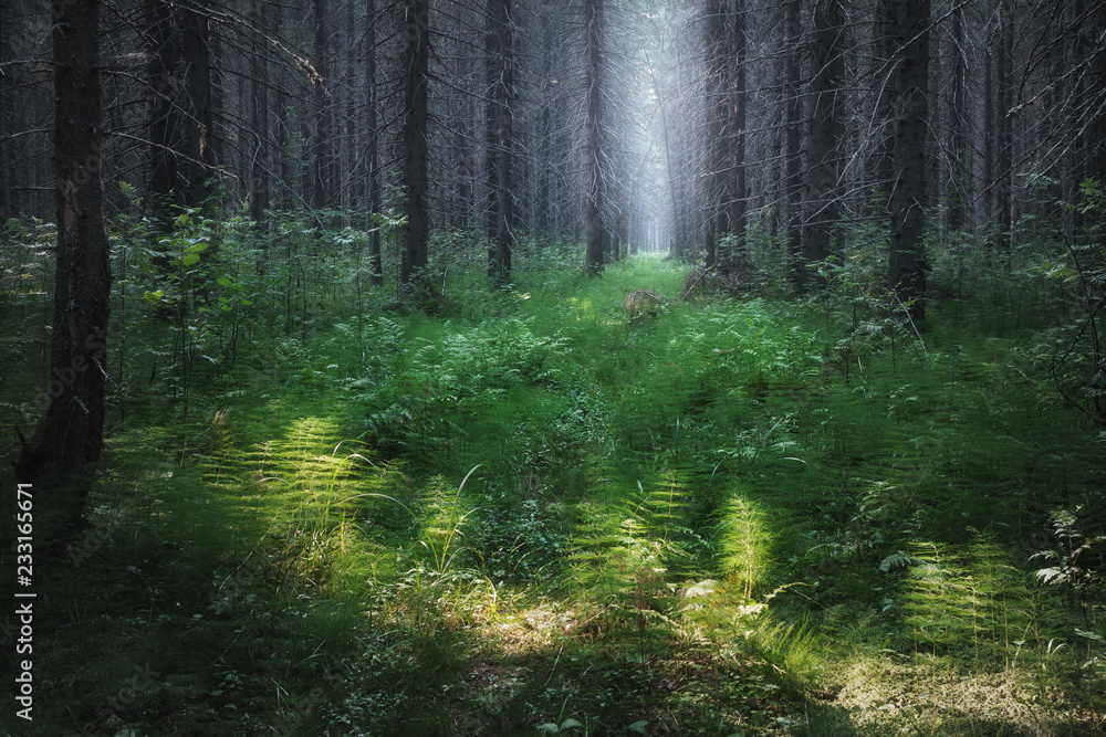 Fototapeta ścieżka w ciemnym lesie iglastym