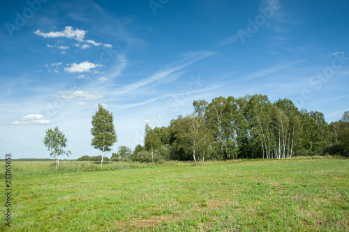 Green meadow  forest and blue sky