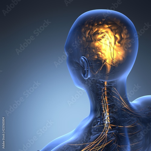 science anatomy of human brain in x-ray photo
