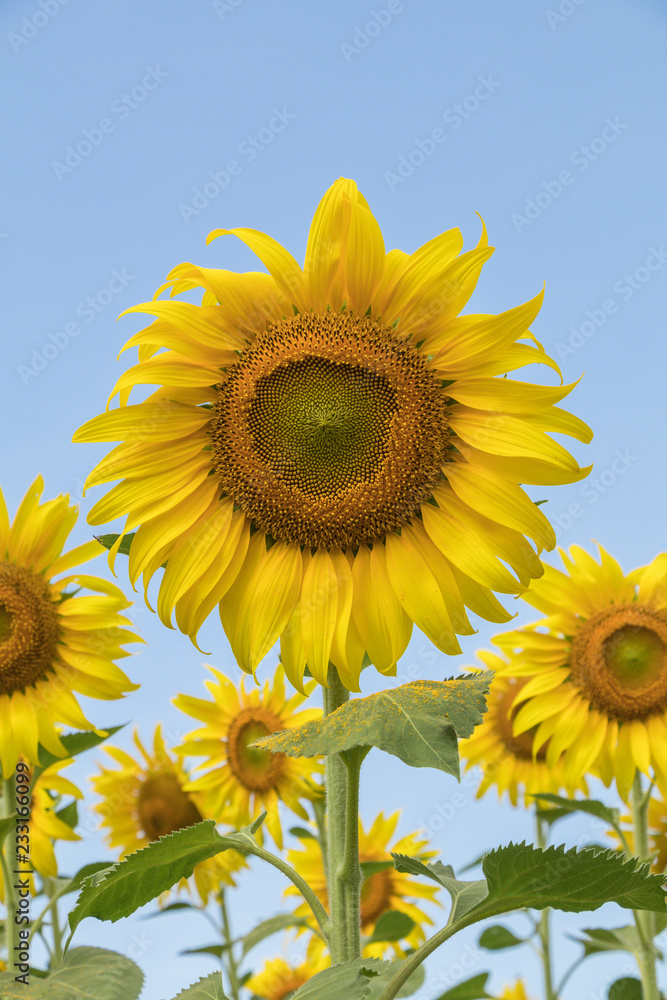 Sun flower in a nature background.A yellow flower in fields.