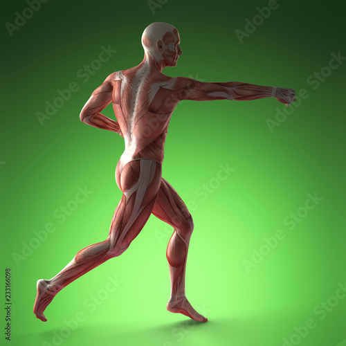 Human Muscle Anatomy