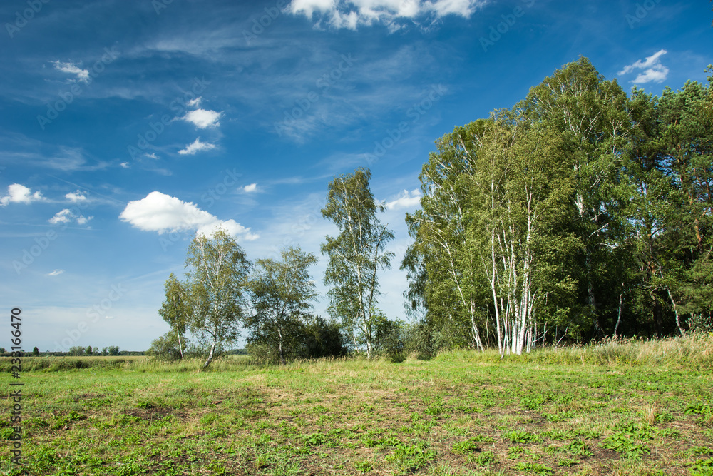 Birch forest on a green meadow Birch forest on a green meadow