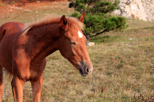 Young horse in the field