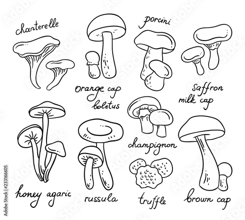 Vector outline mushrooms on white background. Healthy organic food illustrations