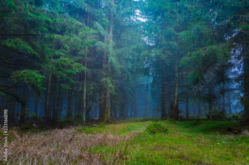 misty forest