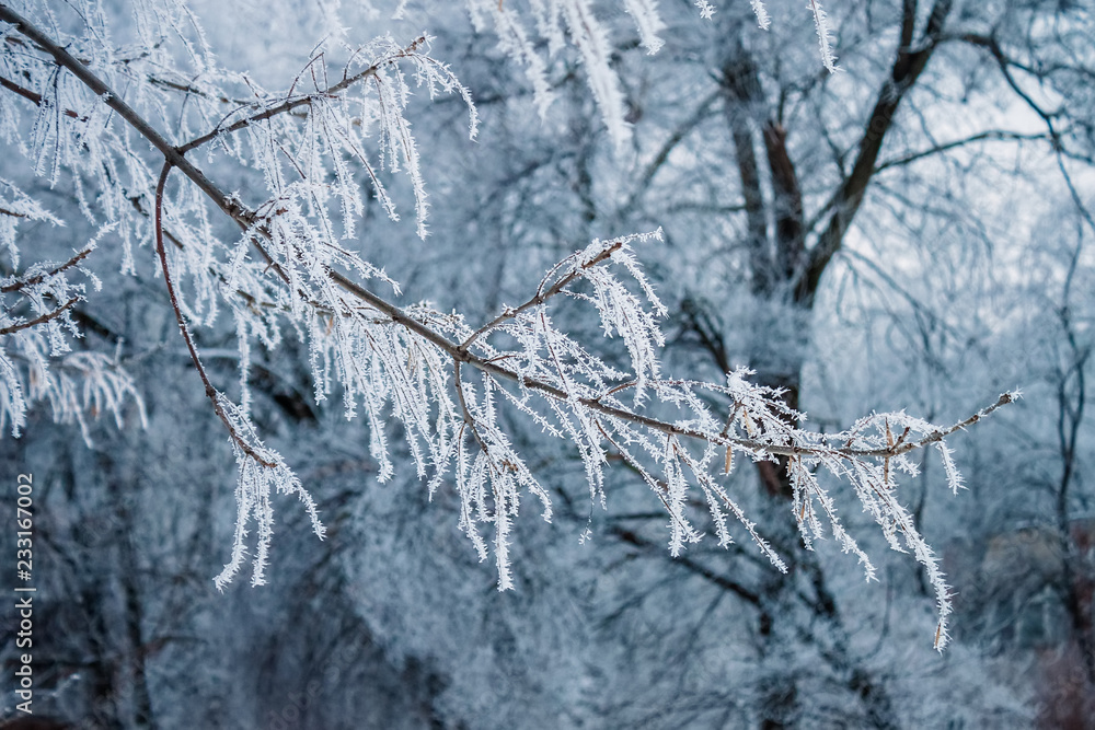 icy tree branch in the forest icy tree branch in the forest