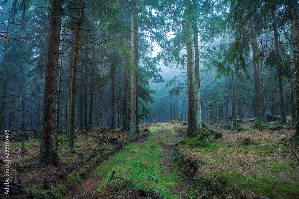 Fototapeta premium misty forest