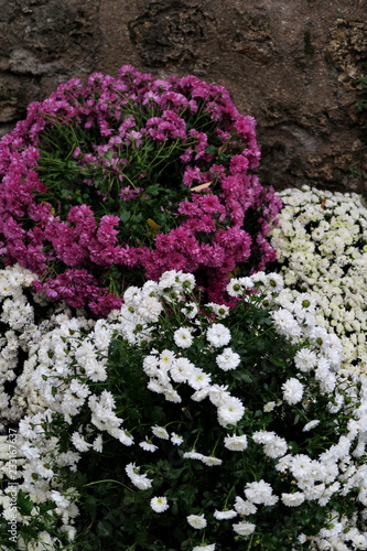 Chrysanth  mes blancs et mauves dans un cimeti  re