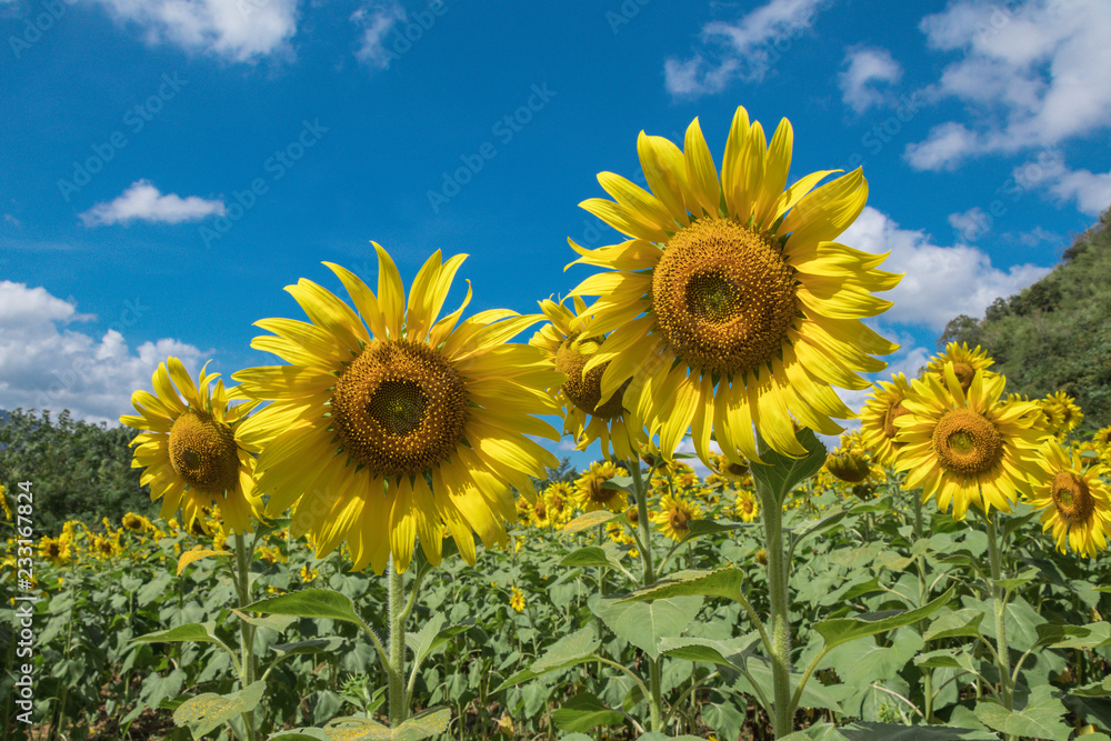 Obraz premium Sun flower in a nature background.A yellow flower in fields.