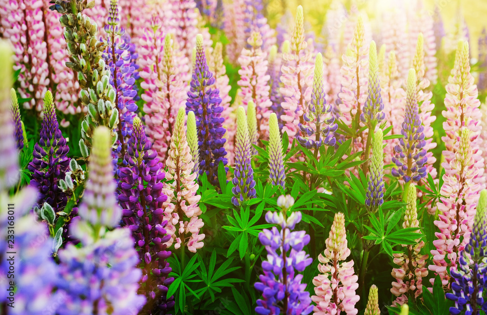 Lupinus field with pink purple and blue flowers. A field of lupines. Violet and pink lupin in meadow. Purple and pink lupin bunch Lupinus field with pink purple and blue flowers. A field of lupines. Violet and pink lupin in meadow. Purple and pink lupin bunch