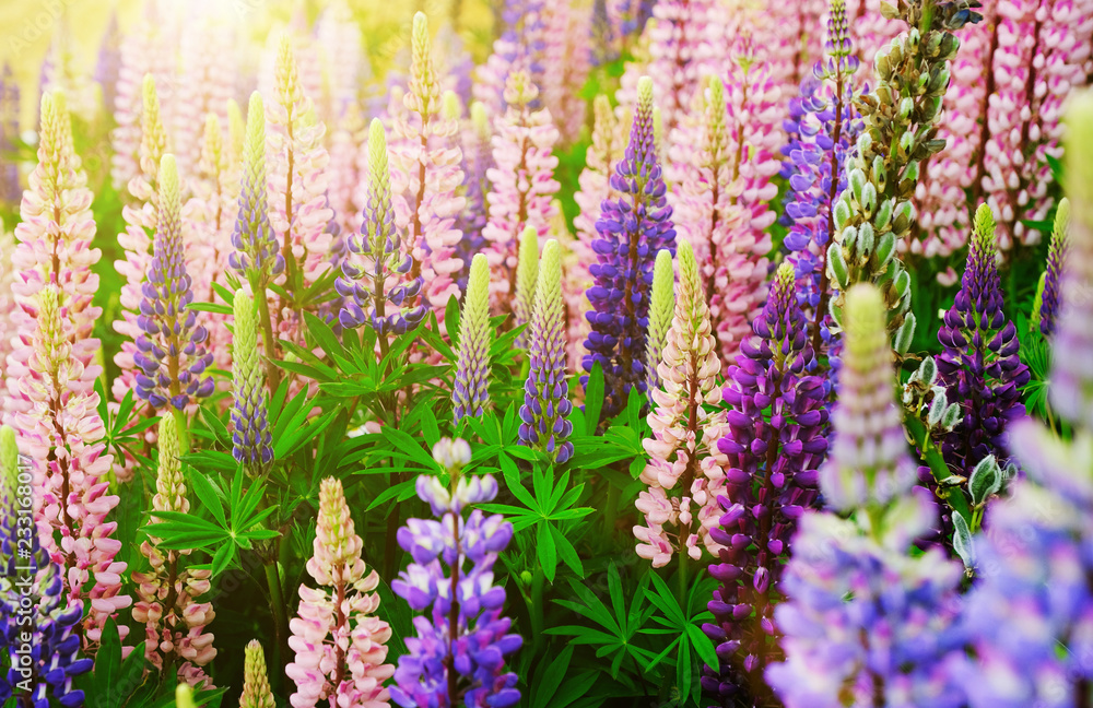 Lupinus field with pink purple and blue flowers. A field of lupines. Violet and pink lupin in meadow. Purple and pink lupin bunch Lupinus field with pink purple and blue flowers. A field of lupines. Violet and pink lupin in meadow. Purple and pink lupin bunch