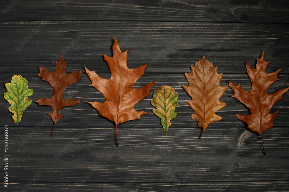 autumn leaves of oak on black wooden background autumn leaves of oak on black wooden background