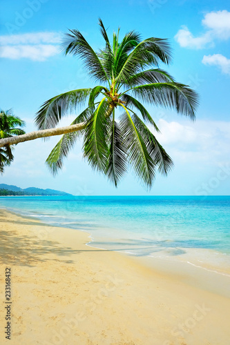 Beautiful beach. View of nice tropical beach with palms around. Holiday and vacation concept. © Andrii Vergeles
