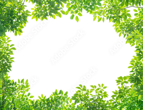 Green leaves isolated on white background