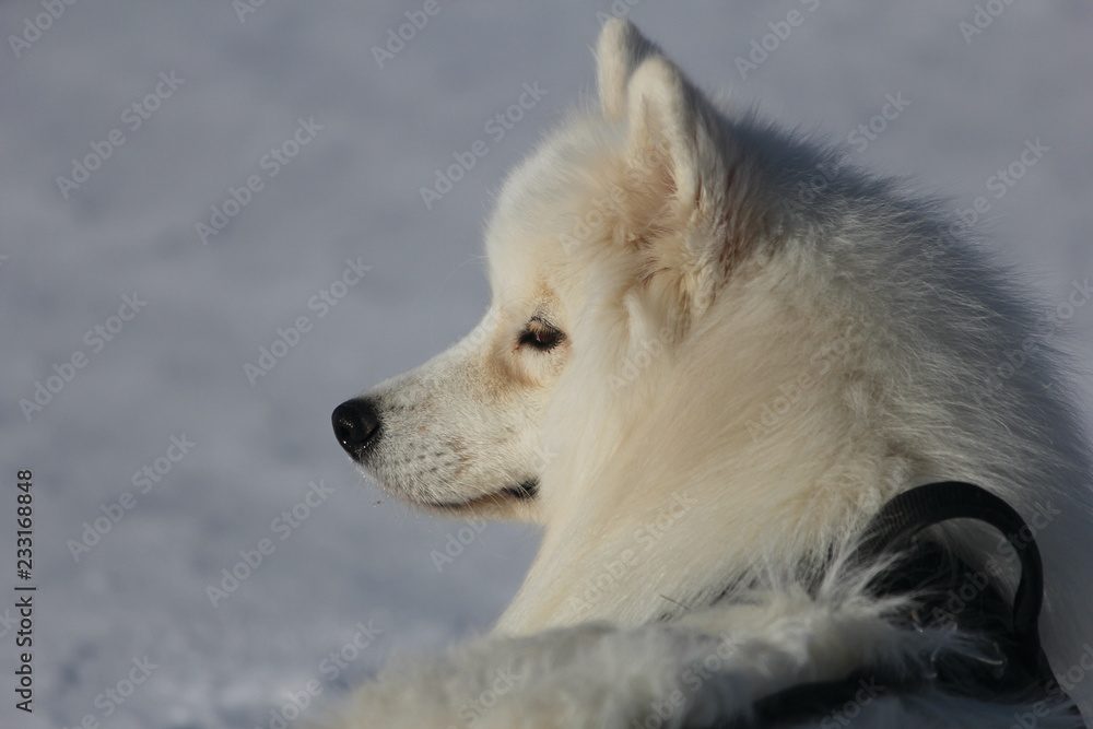 Naklejka premium samoyed dog