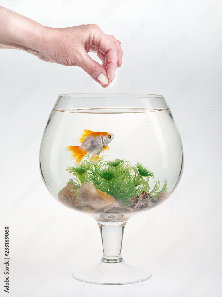 Wine glass fish tank best sale