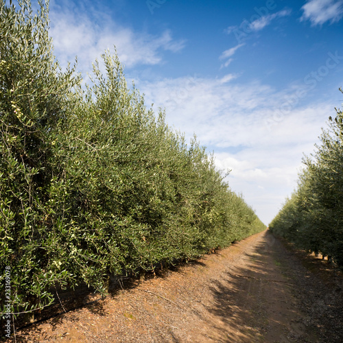 Olive plantation