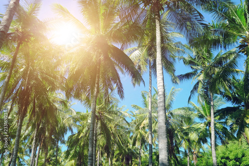 Beautiful beach. View of nice tropical beach with palms around. Holiday and vacation concept.  Tropical beach.