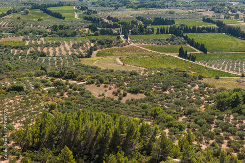 Olivenbäume im Tal von Les Baux-de-Provence