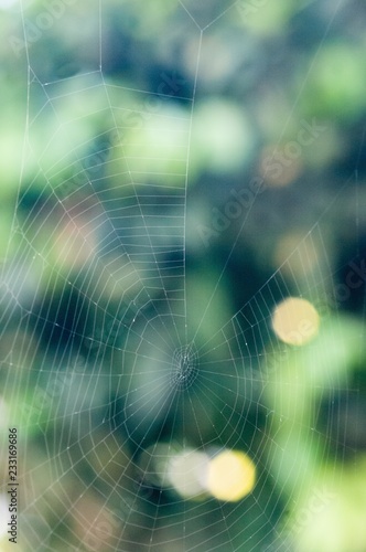 Spiderweb with green bottom