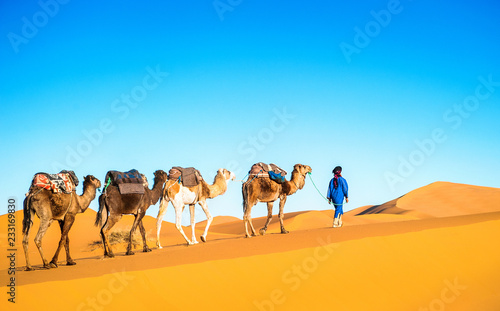 Camel caravan going through the sand dunes in the Sahara Desert, Morocco.