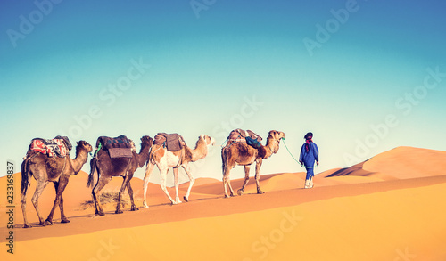 Camel caravan going through the sand dunes in the Sahara Desert 