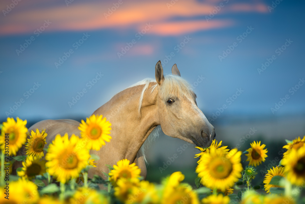 Beautiful palomino horse in sunflower field Stock 写真 Adobe Stock