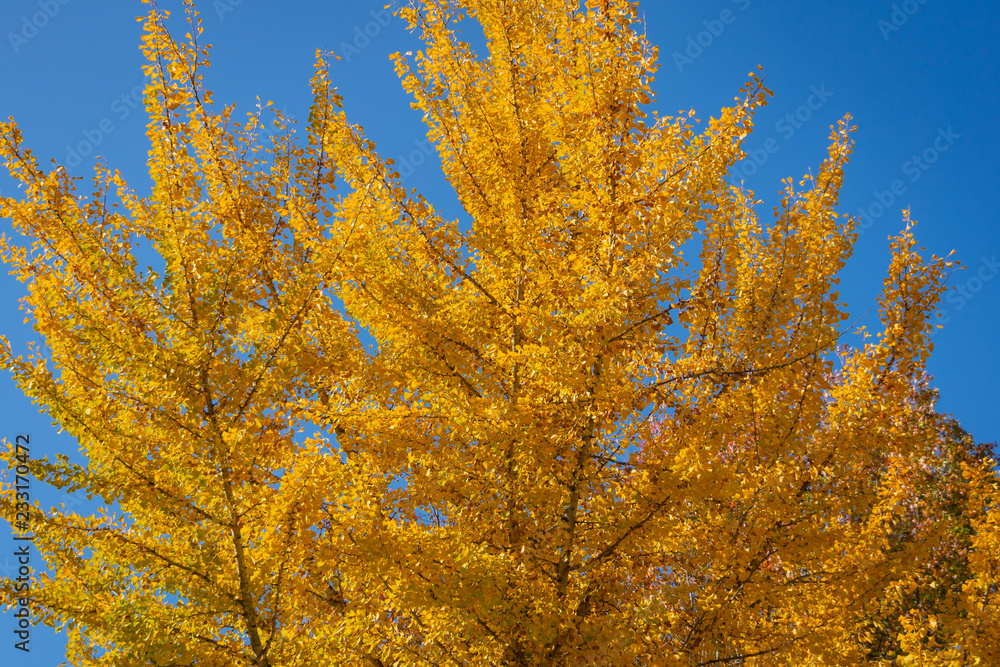 Yellow and gold leaves of big Ginkgo biloba trees against the blue sky. Golden foliage like a lush yellow cloud. Elegant nature concept for design