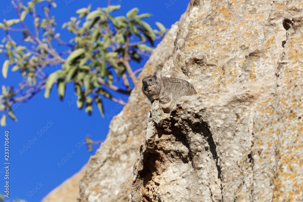 Rock hyrax (Procavia capensis) on a cliff Rock hyrax (Procavia capensis) on a cliff