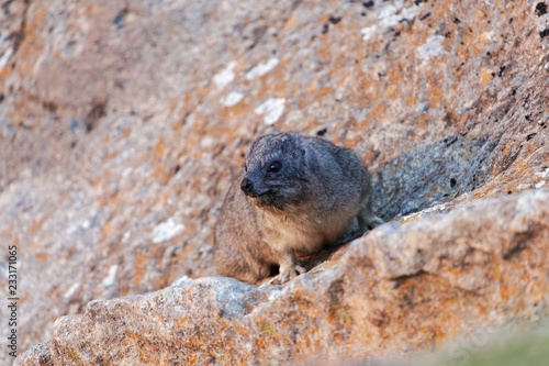 Rock hyrax (Procavia capensis) on a rock surface.
