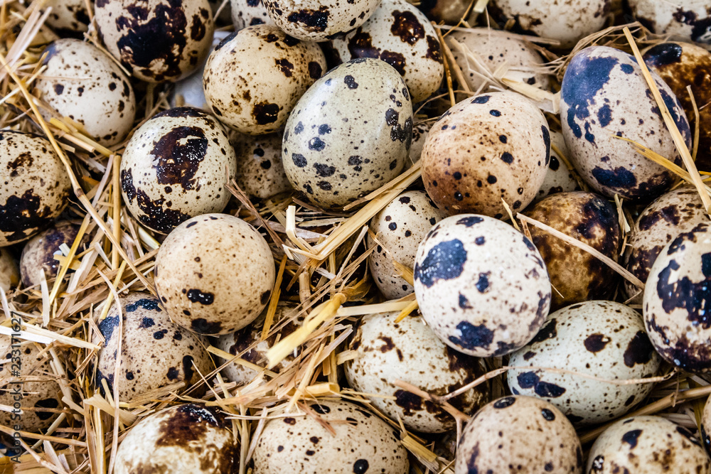 Little Cute Organic Quail Eggs Little Cute Organic Quail Eggs