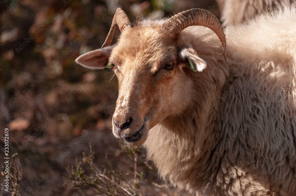 Fototapeta premium A herd of Haether Sheep grazing at the Drenthse AA area, near the Town of Zeegse, at the moorlands, in the North of the Netherlands. Image from a fall afternoon in 2018.