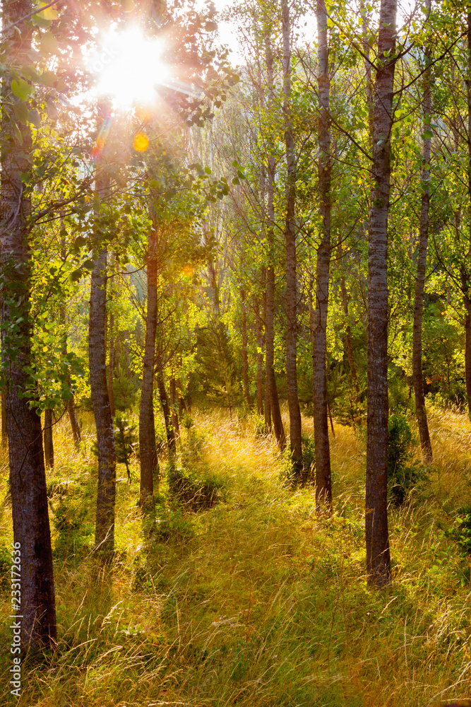 Sun between the trees, mountain landscape, Pyrenees Aragones