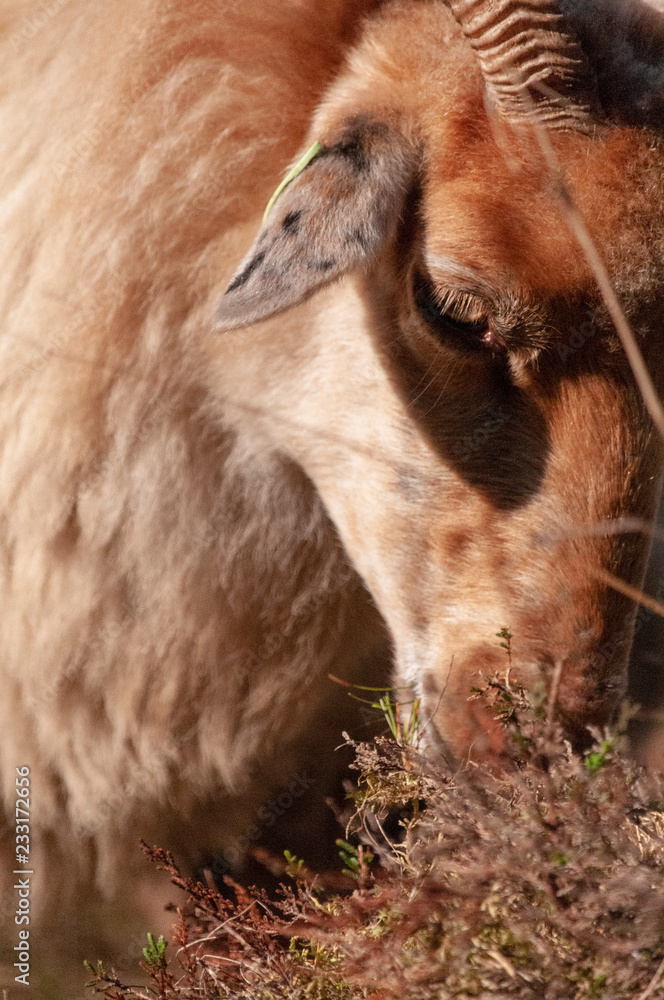 Fototapeta premium A herd of Haether Sheep grazing at the Drenthse AA area, near the Town of Zeegse, at the moorlands, in the North of the Netherlands. Image from a fall afternoon in 2018.