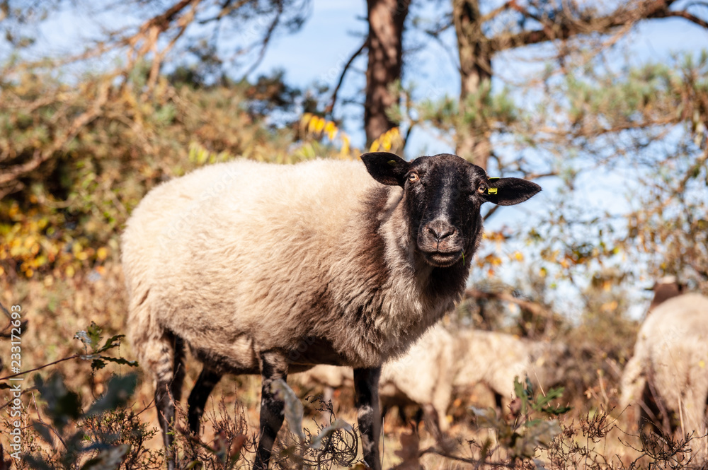 Fototapeta premium A herd of Haether Sheep grazing at the Drenthse AA area, near the Town of Zeegse, at the moorlands, in the North of the Netherlands. Image from a fall afternoon in 2018.