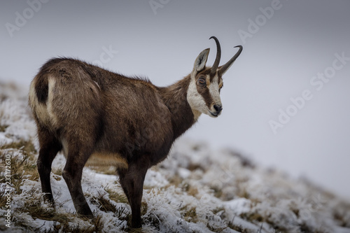 Chamois en hiver