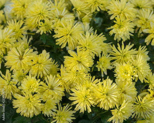 Bouquet de Chrysanthème des jardins (Chrysanthemum grandiflorum) jaune © Marc