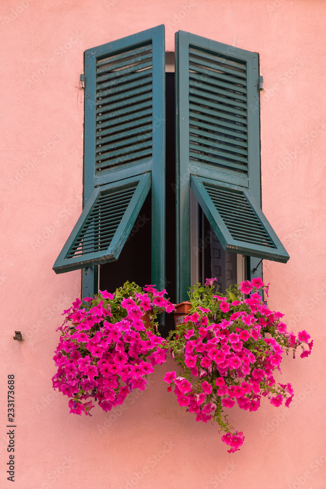 Green shutteres window with beautiful geraniums on a pink wall in Monterosso al Mare, Italy Green shutteres window with beautiful geraniums on a pink wall in Monterosso al Mare, Italy