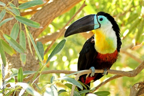 toucan on a branch