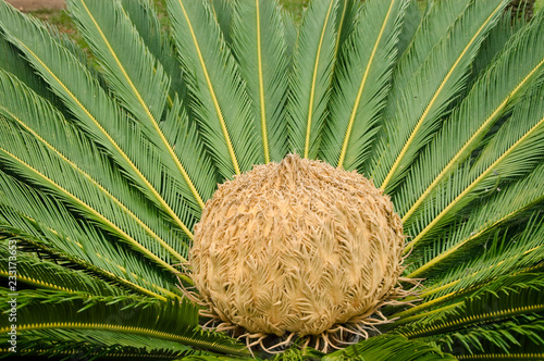 Japanischer Palmfarn auf Madeira photo