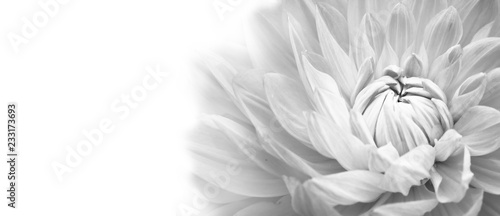 Szczegóły kwitnących białej dalii Fotografia makro świeżych kwiatów. Czarno-białe zdjęcie podkreślające teksturę, kontrast i misterne kwiatowe wzory w formacie panoramy z szerokim banerem na białym tle.