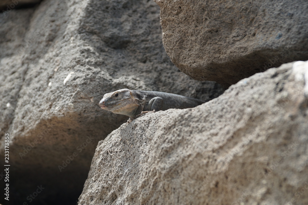 Fototapeta premium Barthagame