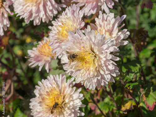 Chrysanthème des jardins (Chrysanthemum grandiflorum) teintée de blanc et rose clair.