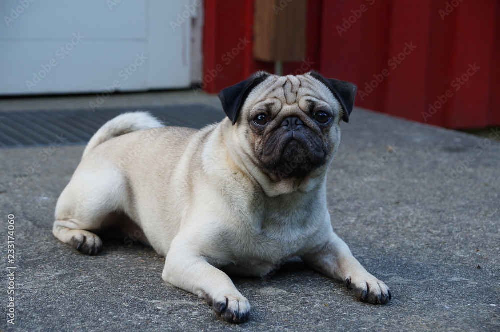 mops mops