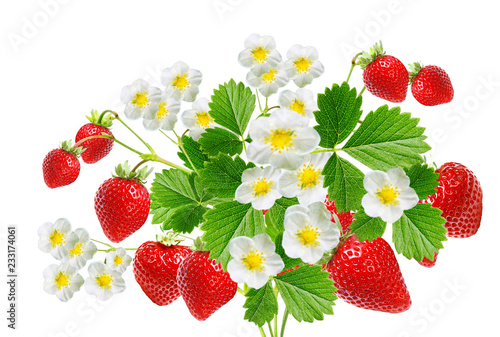 strawberry blooming witch tasty red berries on white
