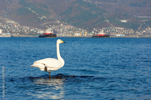 swan in the sea