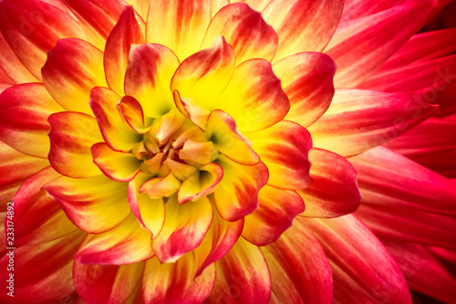 Red, orange and yellow flame colors dahlia flower with yellow center close up macro photo. Focus on the bright reddish and pink colours and abstract geometric floral pattern details. © fewerton
