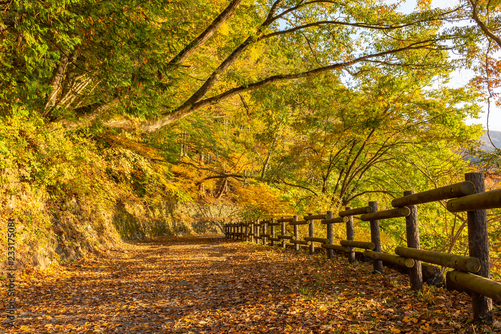 Naklejka premium autumn in park